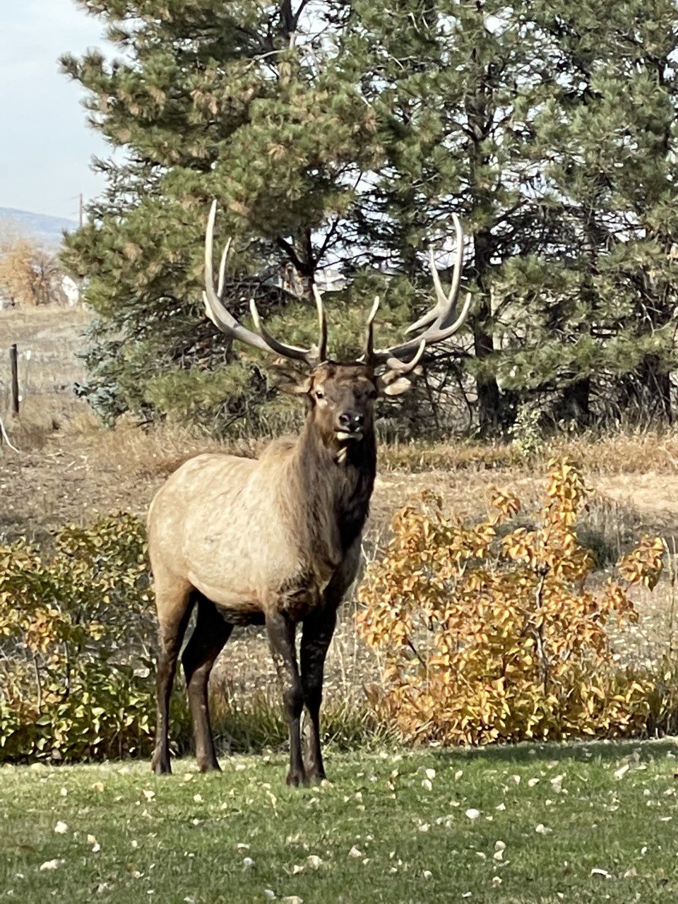 Elk