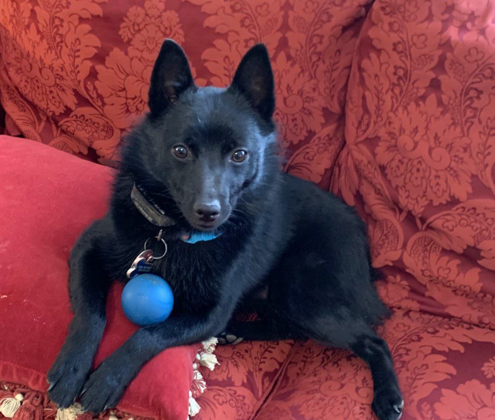 Black Dog